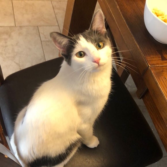 Meet your Posher, Linda - Picture 1 of 1